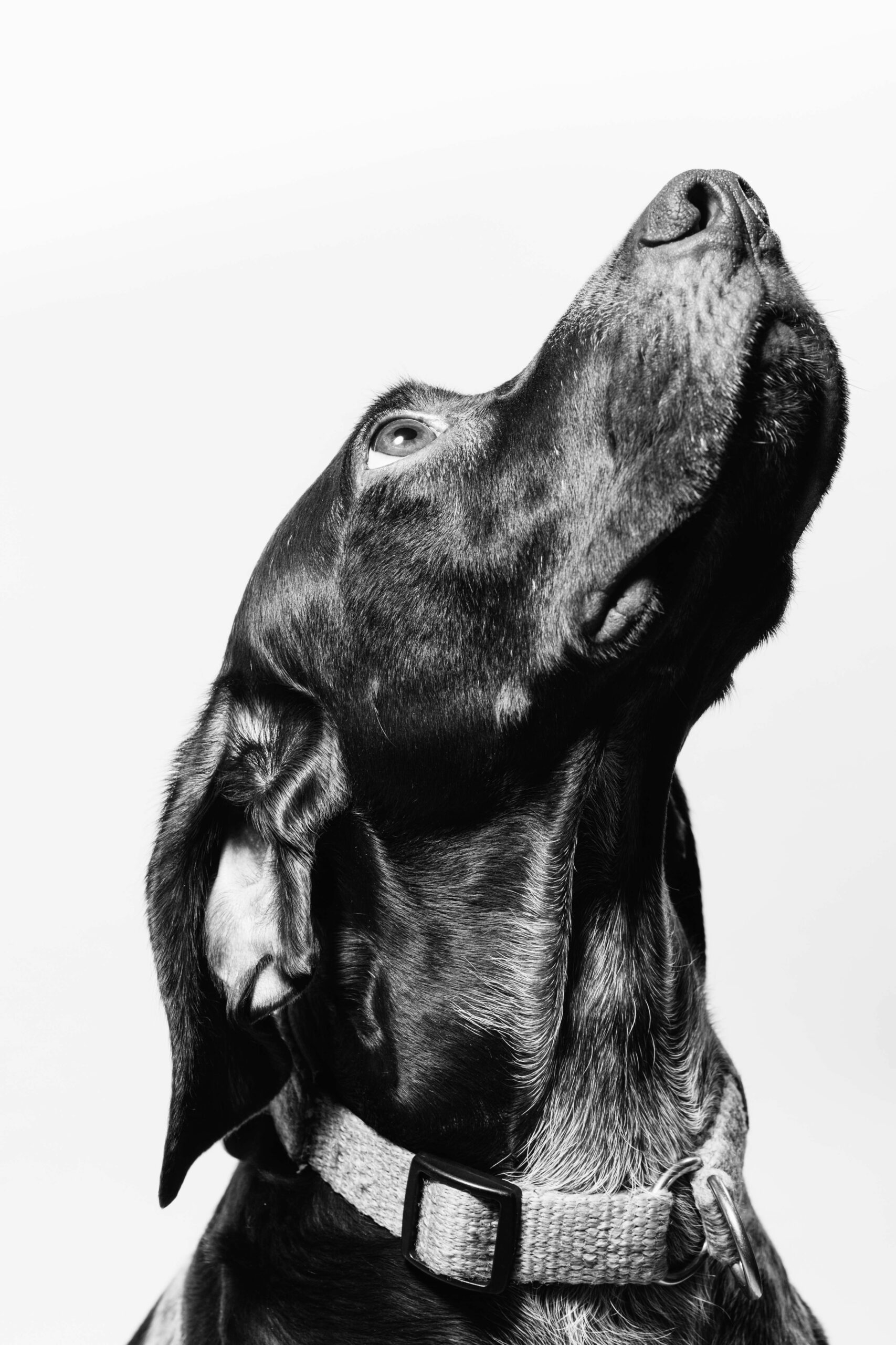 dog, black and white picture