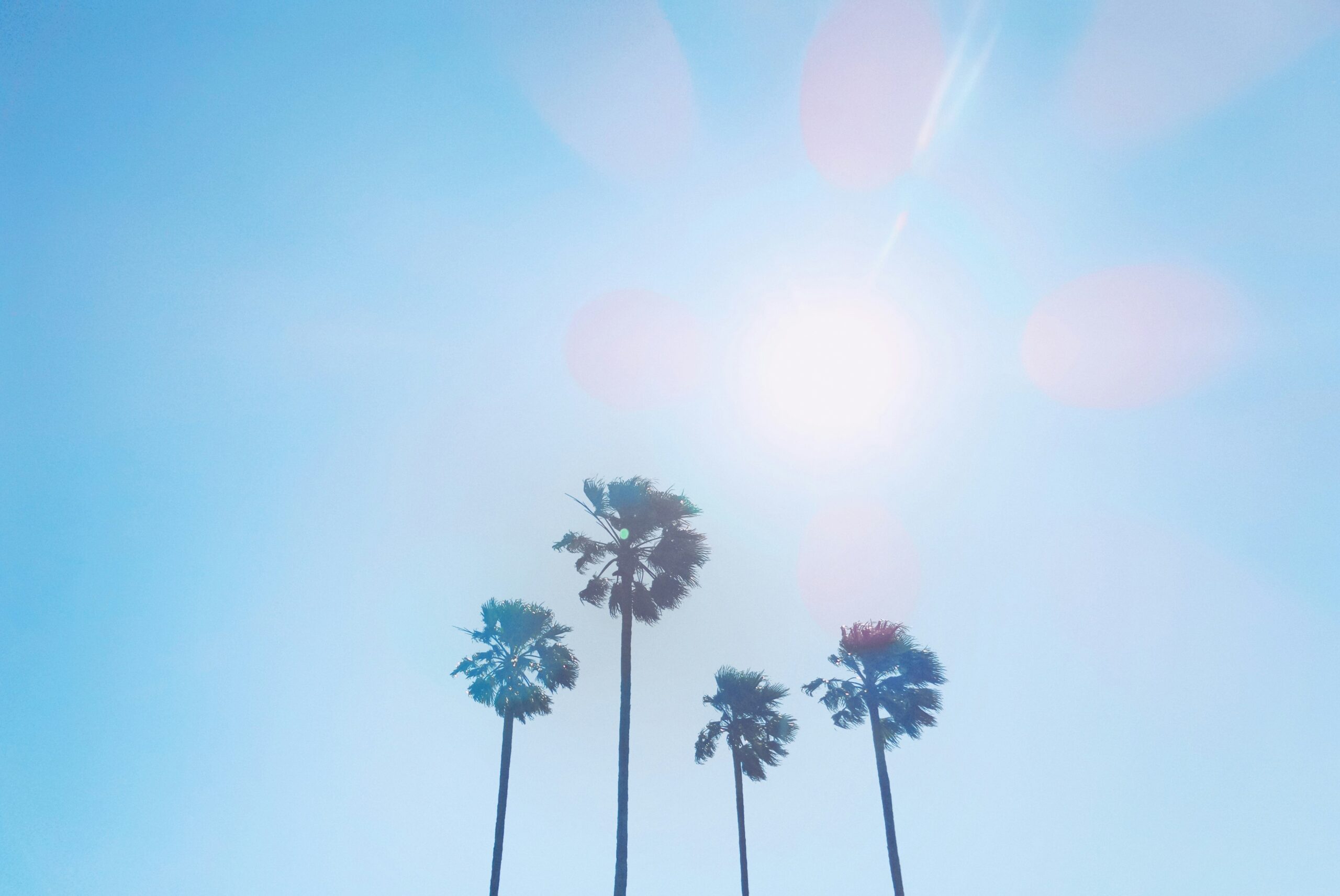 image looking up at four palm trees against a bright sky